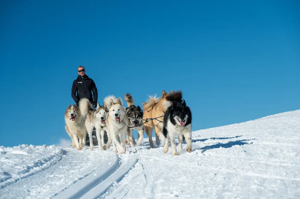 dog sledding la plagne